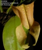 Bulbophyllum burfordiense  (3)